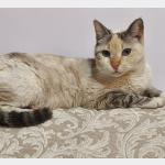 Vela Vorschau des Tieres