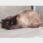 Pipim Vorschau des Tieres