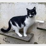 Pepito Vorschau des Tieres