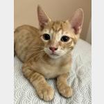 Elio Vorschau des Tieres