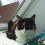 Melly Vorschau des Tieres