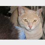 Ginger Vorschau des Tieres
