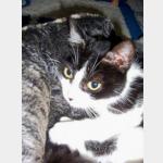 Milly Vorschau des Tieres