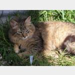 Lince Vorschau des Tieres