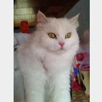 Fluffy Vorschau des Tieres