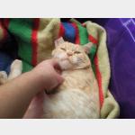 Garfield Vorschau des Tieres