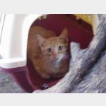 Canelo Vorschau des Tieres