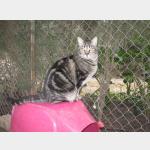 Gray Vorschau des Tieres