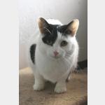 Osita Vorschau des Tieres