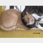 Balou Vorschau des Tieres