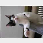 Mitxi Vorschau des Tieres