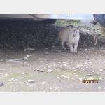 Lucky Vorschau des Tieres