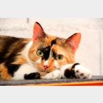 Sweety - Five Vorschau des Tieres