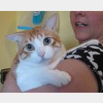 Milow Vorschau des Tieres