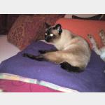 Señor Gatito Vorschau des Tieres