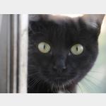 Blacky Vorschau des Tieres