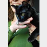 Bastet Vorschau des Tieres