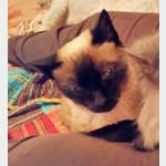 Twiggy Vorschau des Tieres