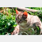 Tigra Vorschau des Tieres
