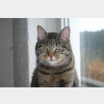 Cutie Pie Vorschau des Tieres