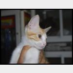 Bichito Vorschau des Tieres
