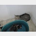 Sukha+Babys Vorschau des Tieres