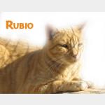 Rubio Vorschau des Tieres