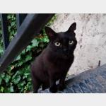 Blacky Vorschau des Tieres