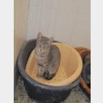 Gracia Vorschau des Tieres