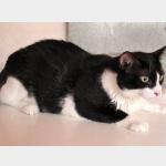 Gatito Vorschau des Tieres