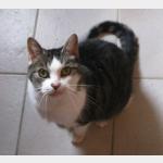 Barney Vorschau des Tieres