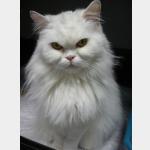 Nala Vorschau des Tieres