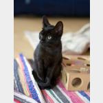 Bagheera Vorschau des Tieres