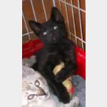 Romeo Vorschau des Tieres