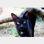 Buttercup Vorschau des Tieres