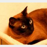 Josefina Brownie Vorschau des Tieres