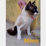 Mino Vorschau des Tieres