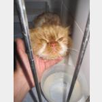 Lion King Vorschau des Tieres