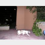 Siam Vorschau des Tieres