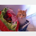 Ruby Vorschau des Tieres