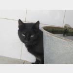 Kimba Vorschau des Tieres