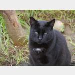 Pepper Vorschau des Tieres