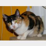 Kitty Vorschau des Tieres