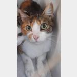 Kessy Vorschau des Tieres