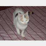 Sweety Vorschau des Tieres
