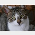 Mijou Vorschau des Tieres