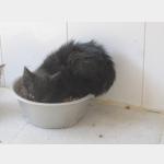 Blacky Vorschau des Tieres