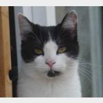 Blacky Vorschau des Tieres