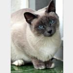 Lilly Vorschau des Tieres