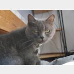 Lola Vorschau des Tieres